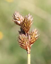 Fotografia da espécie Carex leporina