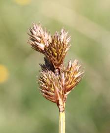 Fotografia da espécie Carex leporina