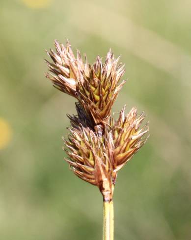 Fotografia de capa Carex leporina - do Jardim Botânico