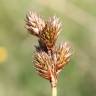 Fotografia 1 da espécie Carex leporina do Jardim Botânico UTAD