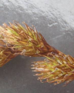 Fotografia 10 da espécie Carex leporina no Jardim Botânico UTAD
