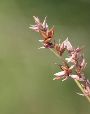 Fotografia 4 da espécie Carex spicata no Jardim Botânico UTAD