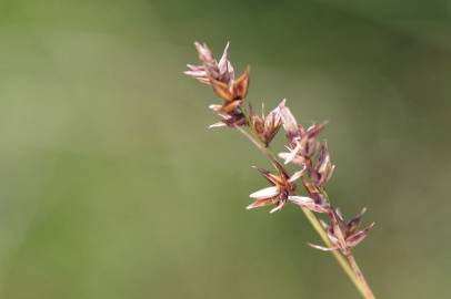 Fotografia da espécie Carex spicata