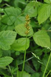 Fotografia da espécie Carex spicata