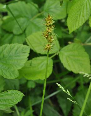 Fotografia 5 da espécie Carex spicata no Jardim Botânico UTAD