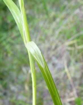 Fotografia 6 da espécie Carex spicata no Jardim Botânico UTAD