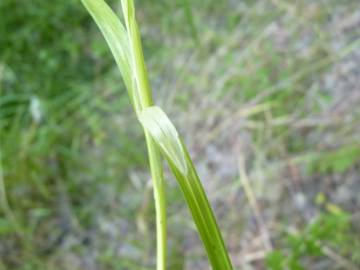 Fotografia da espécie Carex spicata