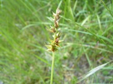 Fotografia da espécie Carex spicata