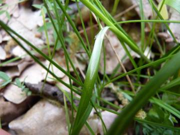 Fotografia da espécie Carex spicata