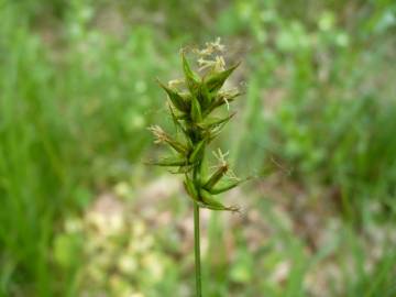 Fotografia da espécie Carex spicata