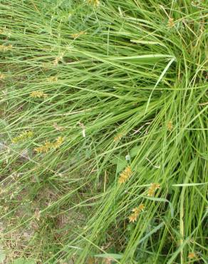 Fotografia 10 da espécie Carex spicata no Jardim Botânico UTAD
