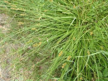 Fotografia da espécie Carex spicata