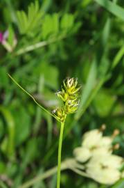 Fotografia da espécie Carex spicata