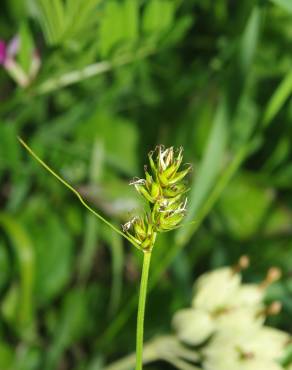 Fotografia 11 da espécie Carex spicata no Jardim Botânico UTAD