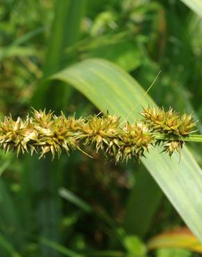 Fotografia 12 da espécie Carex spicata no Jardim Botânico UTAD