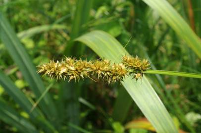 Fotografia da espécie Carex spicata