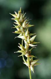 Fotografia da espécie Carex spicata