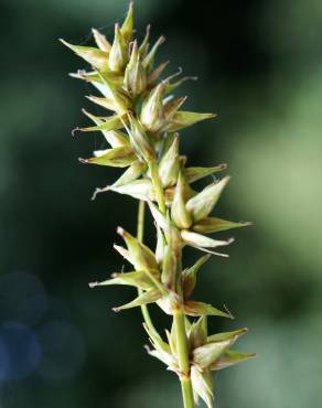 Fotografia 13 da espécie Carex spicata no Jardim Botânico UTAD