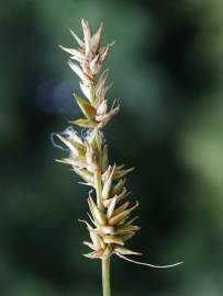 Fotografia da espécie Carex spicata