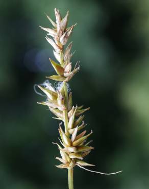 Fotografia 14 da espécie Carex spicata no Jardim Botânico UTAD