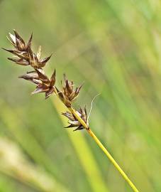 Fotografia da espécie Carex spicata