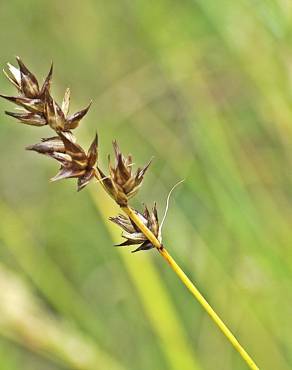 Fotografia 15 da espécie Carex spicata no Jardim Botânico UTAD