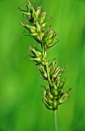 Fotografia da espécie Carex spicata