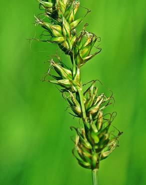 Fotografia 16 da espécie Carex spicata no Jardim Botânico UTAD