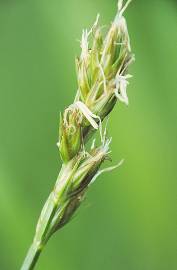Fotografia da espécie Carex spicata