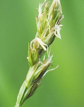 Fotografia 17 da espécie Carex spicata no Jardim Botânico UTAD