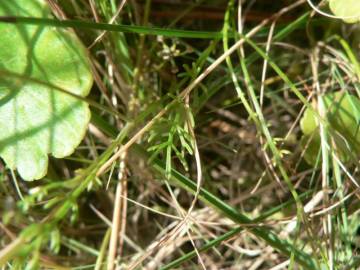 Fotografia da espécie Caropsis verticillato-inundata