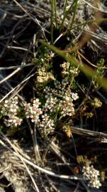 Fotografia da espécie Caropsis verticillato-inundata