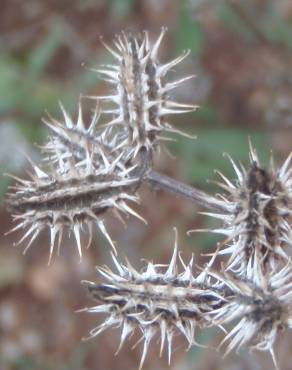 Fotografia 5 da espécie Caucalis platycarpos no Jardim Botânico UTAD