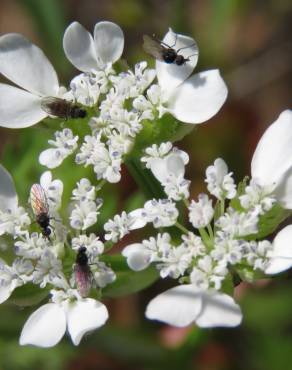 Fotografia 13 da espécie Caucalis platycarpos no Jardim Botânico UTAD