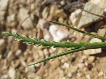 Fotografia da espécie Catapodium marinum