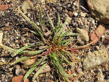 Fotografia da espécie Catapodium marinum