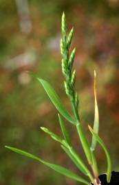 Fotografia da espécie Catapodium marinum