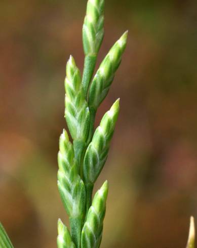 Fotografia de capa Catapodium marinum - do Jardim Botânico