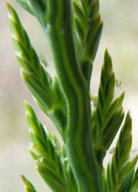 Fotografia da espécie Catapodium marinum