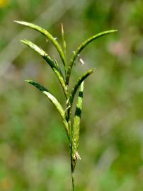 Fotografia da espécie Brachypodium pinnatum