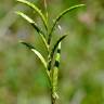 Fotografia 7 da espécie Brachypodium pinnatum do Jardim Botânico UTAD