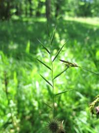 Fotografia da espécie Brachypodium pinnatum