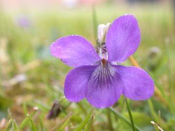 Fotografia da espécie Viola riviniana