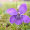 Fotografia 7 da espécie Viola riviniana do Jardim Botânico UTAD