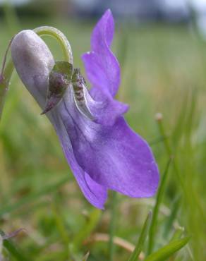 Fotografia 8 da espécie Viola riviniana no Jardim Botânico UTAD