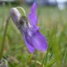 Fotografia 8 da espécie Viola riviniana do Jardim Botânico UTAD