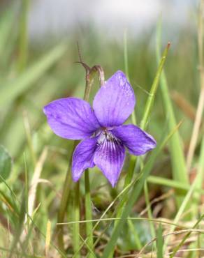 Fotografia 9 da espécie Viola riviniana no Jardim Botânico UTAD