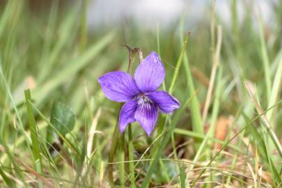 Fotografia da espécie Viola riviniana
