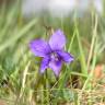 Fotografia 9 da espécie Viola riviniana do Jardim Botânico UTAD