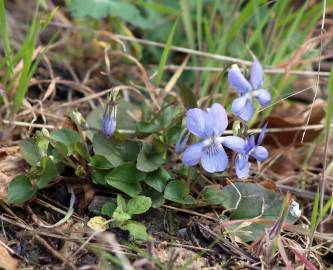 Fotografia da espécie Viola riviniana